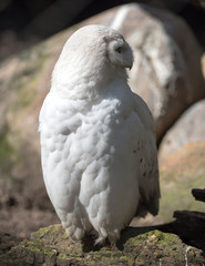 Schneeeule
