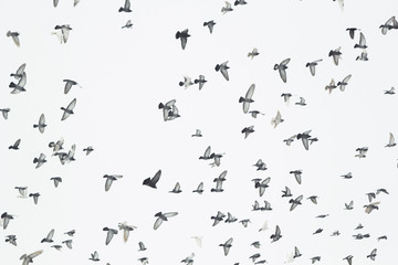 A flock of flying birds in the sky. Many pigeons as a background. 