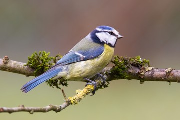 Blaumeise 40