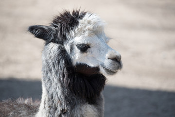 Obraz premium Alpaka