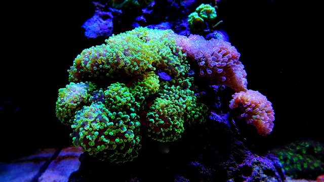 Euphyllia colorfull lps coral in saltwater aquarium 