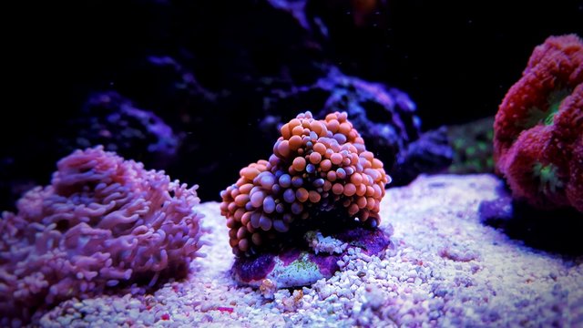 Mushroom coral in reef aquarium tank