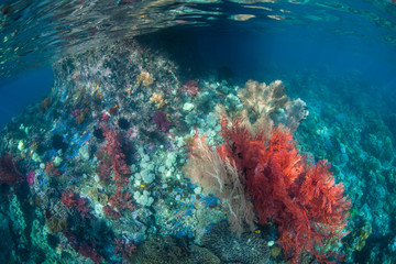 Fototapeta na wymiar Gorgeous Coral Shallow Reef in Raja Ampat