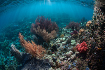 Naklejka na ściany i meble Amazing Coral Reef in Raja Ampat