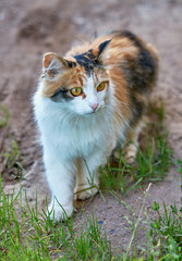 Small and cute multicolored cat with a bright yellow eyes walking in the park