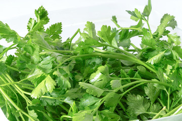 Macro image of Fresh parsley bunch on white background