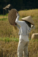 Balinese Rice Field Worker Sifting Rice. A woman in Ubud, Bali, sifts rice the traditional way by hand. Bali produces some of the best rice in the world. © LoweStock
