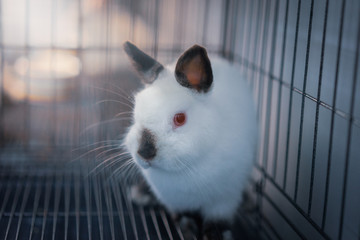 Obraz premium Himi Netherland Dwarf