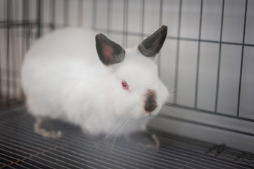 Obraz premium Himi Netherland Dwarf