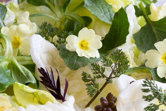 Detail of a salad with primula, nipplewort and other wild edible plants
