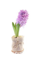 lilac hyacinth on white background