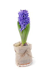 blue hyacinth on white background