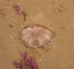 Unusual patterns on jelly fish found on New Quay, Credigon, Wales, UK