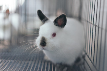 Obraz premium Himi Netherland Dwarf