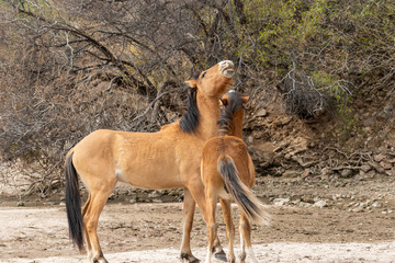 Pair of Wild Horses Fighting in the Arizona Desert