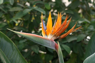 Fototapeta na wymiar African flower