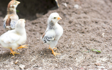 galinha e pintinhos do quintal