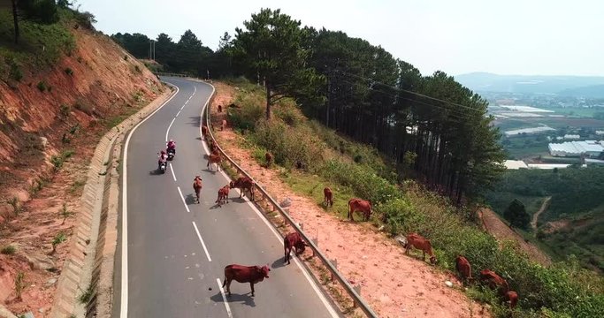 A herd of cows standinon the mountain asphalt road : cows stopped different mode of transport on the road,Vietnam road over Dalat area