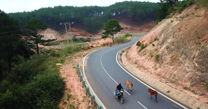 A herd of cows standinon the mountain asphalt road : cows stopped different mode of transport on the road,Vietnam road over Dalat area