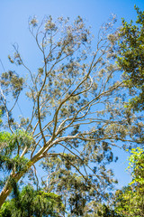 UBATUBA - NATURE - BRAZIL