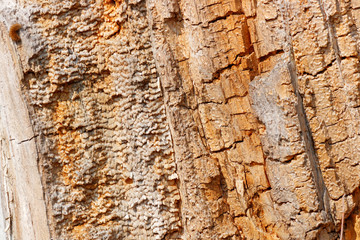 Bark of a tree close-up. Texture of natural wood