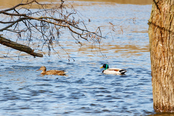 Wild ducks sail along the river in high water on a sunny spring day
