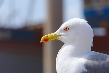 portrait of a seagull
