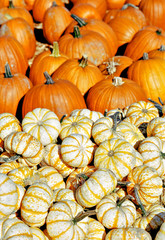Harvest Pumpkin Pile