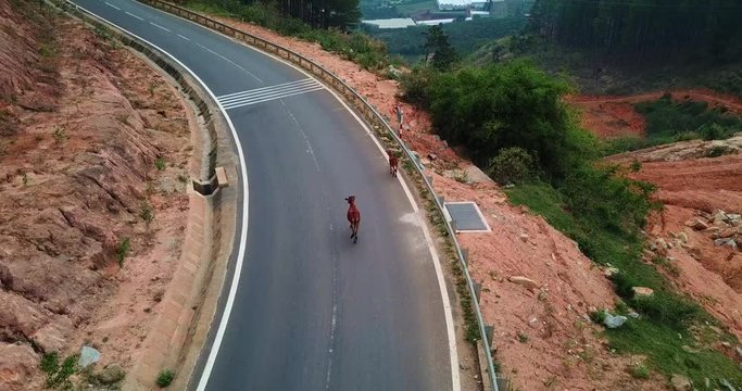 A herd of cows standinon the mountain asphalt road : cows stopped different mode of transport on the road,Vietnam road over Dalat area