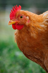 Portrait of golden hen on a green background