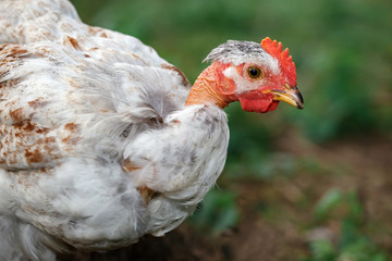 Bald neck young chicken portrait