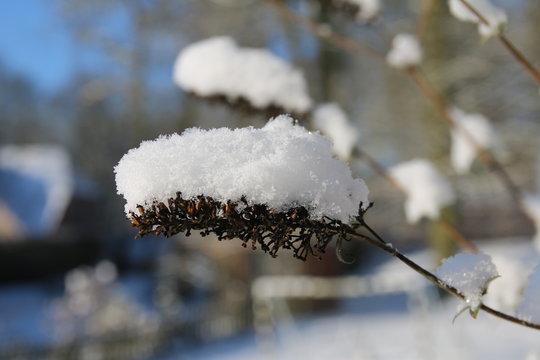 Schmetterlingsstrauch mit Schnee verziert