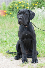 Cane corso young black dog sitting in the yard