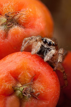 Jumping spider and rowan fruit