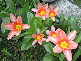 Croatian countryside meadows and gardens near Zagreb,Europe,by very early spring,6