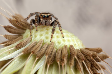 Jumping spider and dandelion seeds 