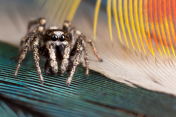 Jumping spider and parrot feathers