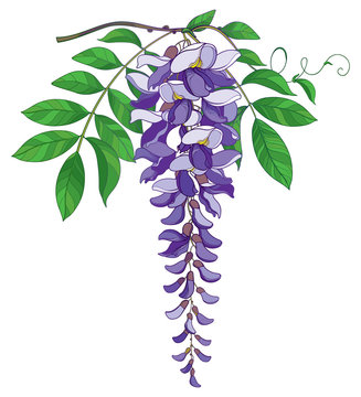 Vector branch of outline Wisteria or Wistaria flower bunch in pastel purple, bud and green leaf isolated on white background. Blossoming ornamental plant Wisteria in contour style for spring design.