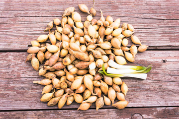 Small bulbs onion for spring planting. Craquelure, painted wood.Candid.