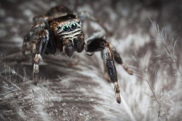 Jumping spider on the feathers