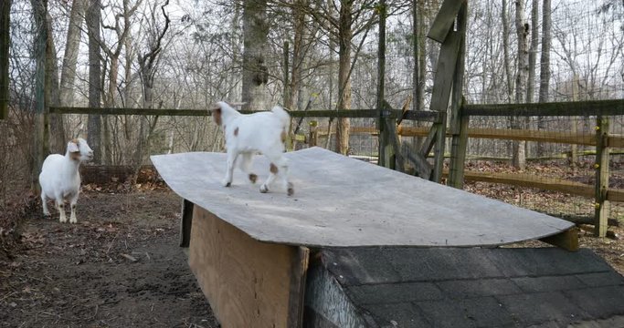 Baby Goat Playing on Roof