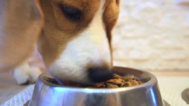 Beagle dog eating