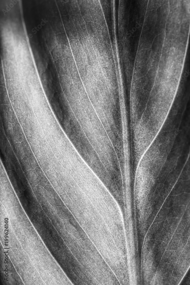 Wall mural Black and white leaf texture. Natural background, selective focus.