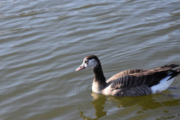 Gesi Kanadyjskie © Iwona