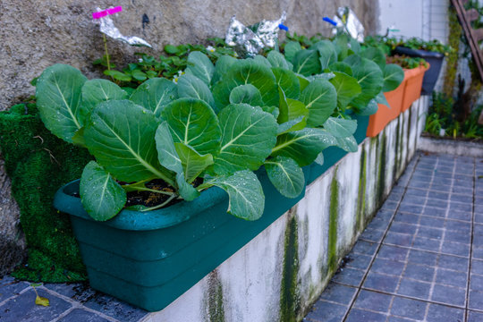Plant of cabbage and leaves in vases of an urban garden.