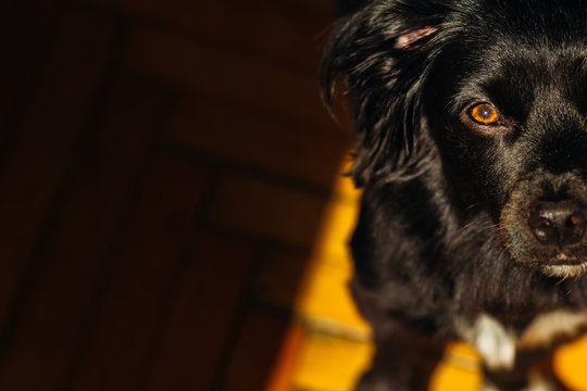 The half-head of a black dog who standing on a wooden floor with text space on the left