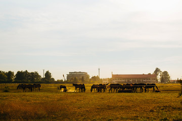 Fototapeta premium A herd of horses graze on the field against the background of buildings