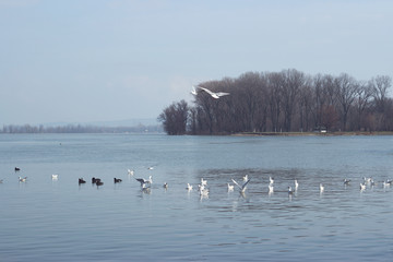 Flock of seagulls on the river on a cold winter day