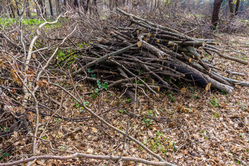 Pile of wood cut and stored in the forest.