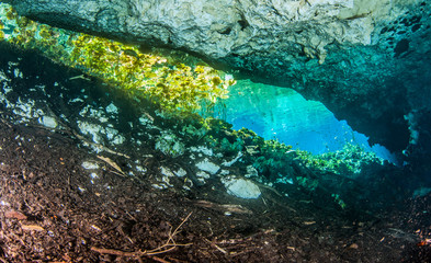 Fototapeta na wymiar Diving in the Cenote Nicte Ha in Yucatan, Mexico